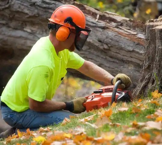 tree services North Hills